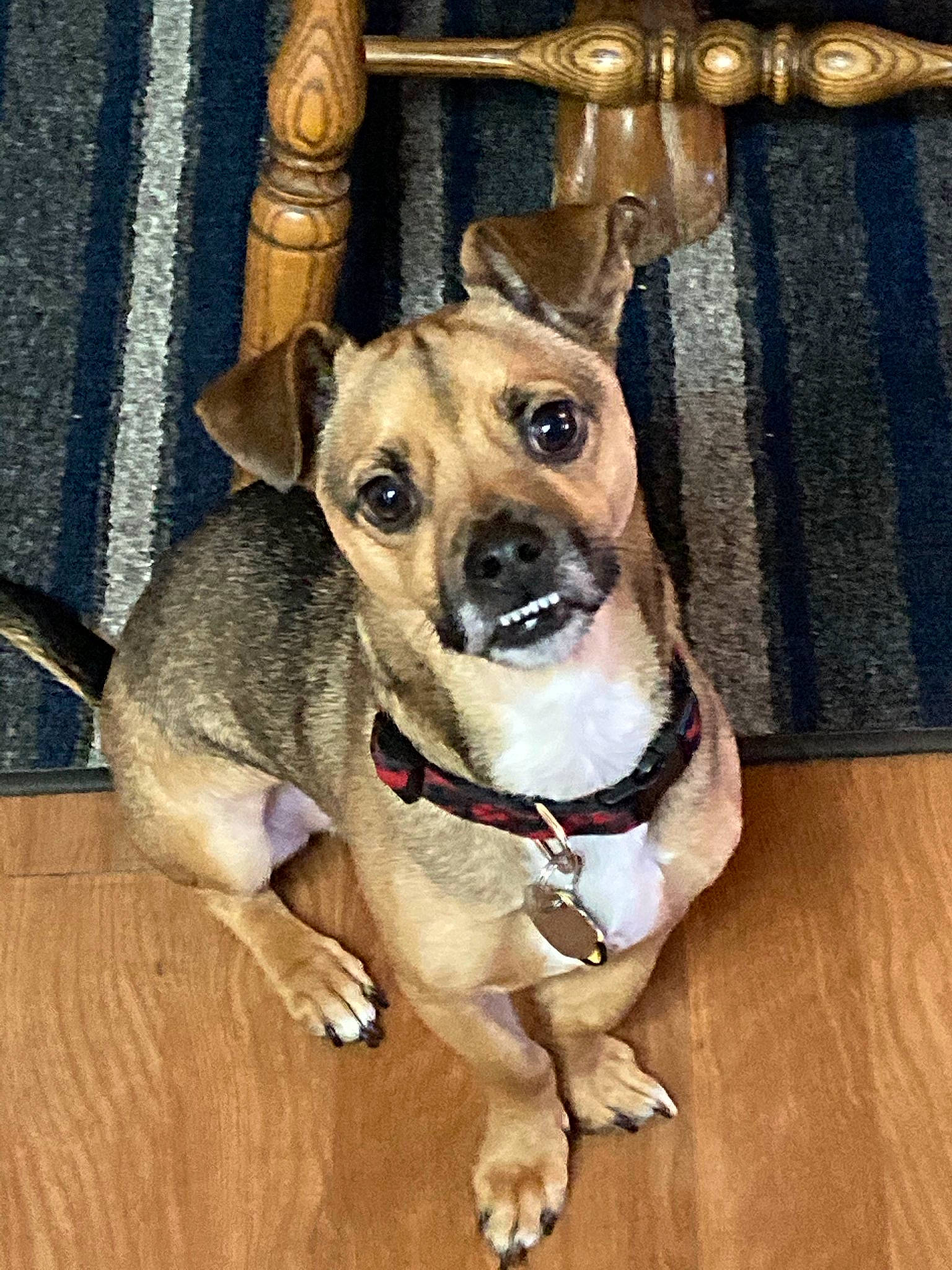 Brownie is registered to the contest to win money with this photo: canidae, carnivore, collar, companion_dog, dog, dog_breed, dog_clothes, dog_collar, dog_supply, fashion_accessory, fawn, fur, hardwood, leash, serveware, snout, sporting_group, toy_dog, whiskers, wood