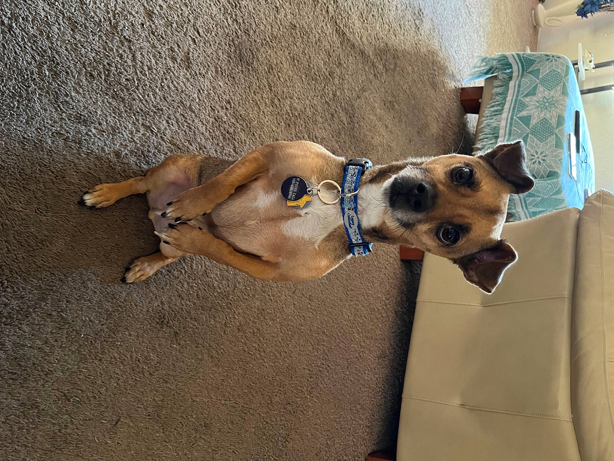 Brownie joined the competition — help win amazing prizes! canidae, carnivore, collar, companion_dog, dog, dog_breed, dog_collar, dog_supply, eyewear, fawn, flooring, leash, non_sporting_group, pet_supply, snout, sporting_group, tail, whiskers, wood, working_animal