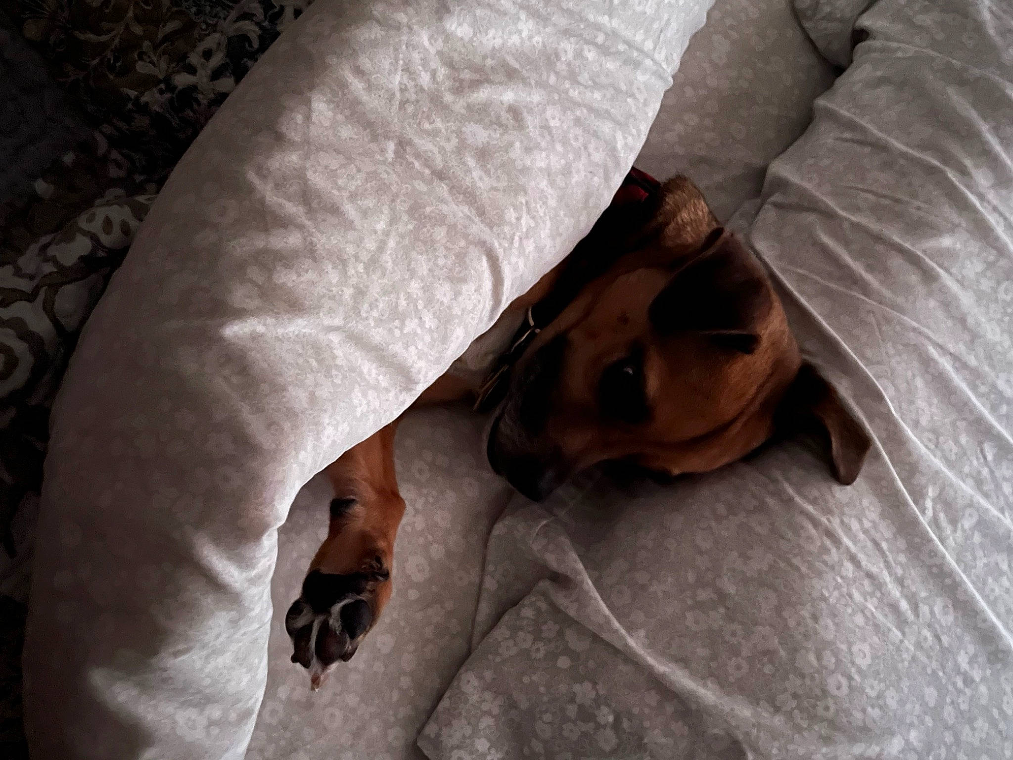 Brownie is registered to the contest to win money with this photo: bedding, canidae, carnivore, comfort, companion_dog, dog, dog_breed, elbow, fawn, fur, human_leg, linens, liver, snout, sporting_group, working_animal, wrinkle