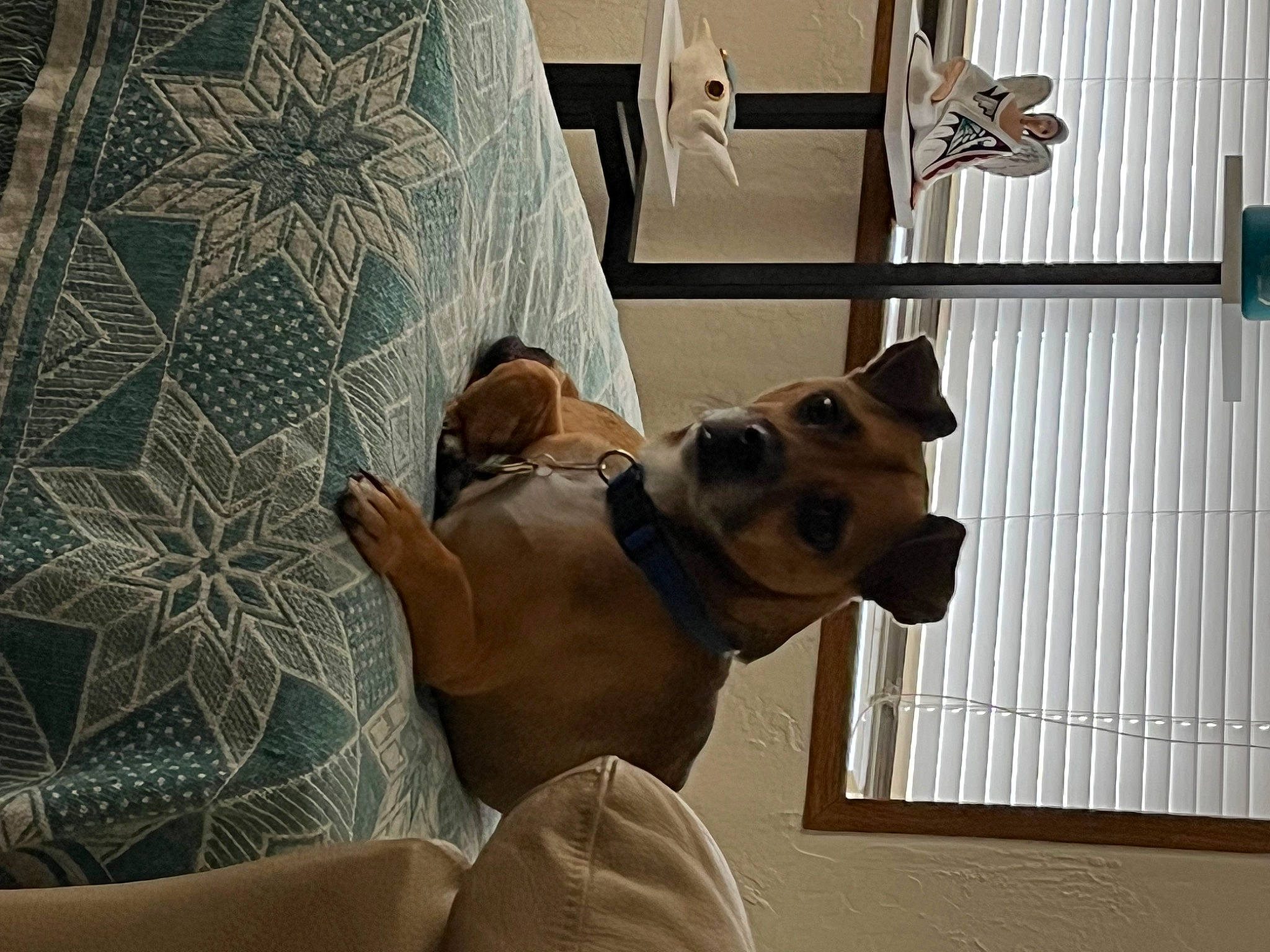 Brownie joined the competition — help win amazing prizes! canidae, carnivore, comfort, companion_dog, dog, dog_breed, eyewear, fawn, flooring, human_leg, knee, linens, pet_supply, room, snout, sporting_group, tints_and_shades, window, wood, working_animal