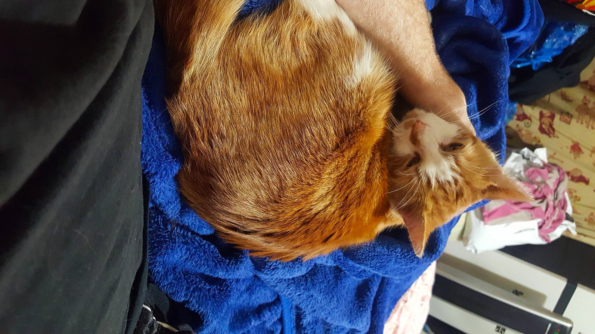 Squanchy is registered to the contest to win money with this photo: canidae, carnivore, claw, comfort, companion_dog, dog_breed, domestic_short_haired_cat, electric_blue, fawn, felidae, fur, hat, liver, small_to_medium_sized_cats, snout, sporting_group, whiskers, wood, working_animal, wrinkle