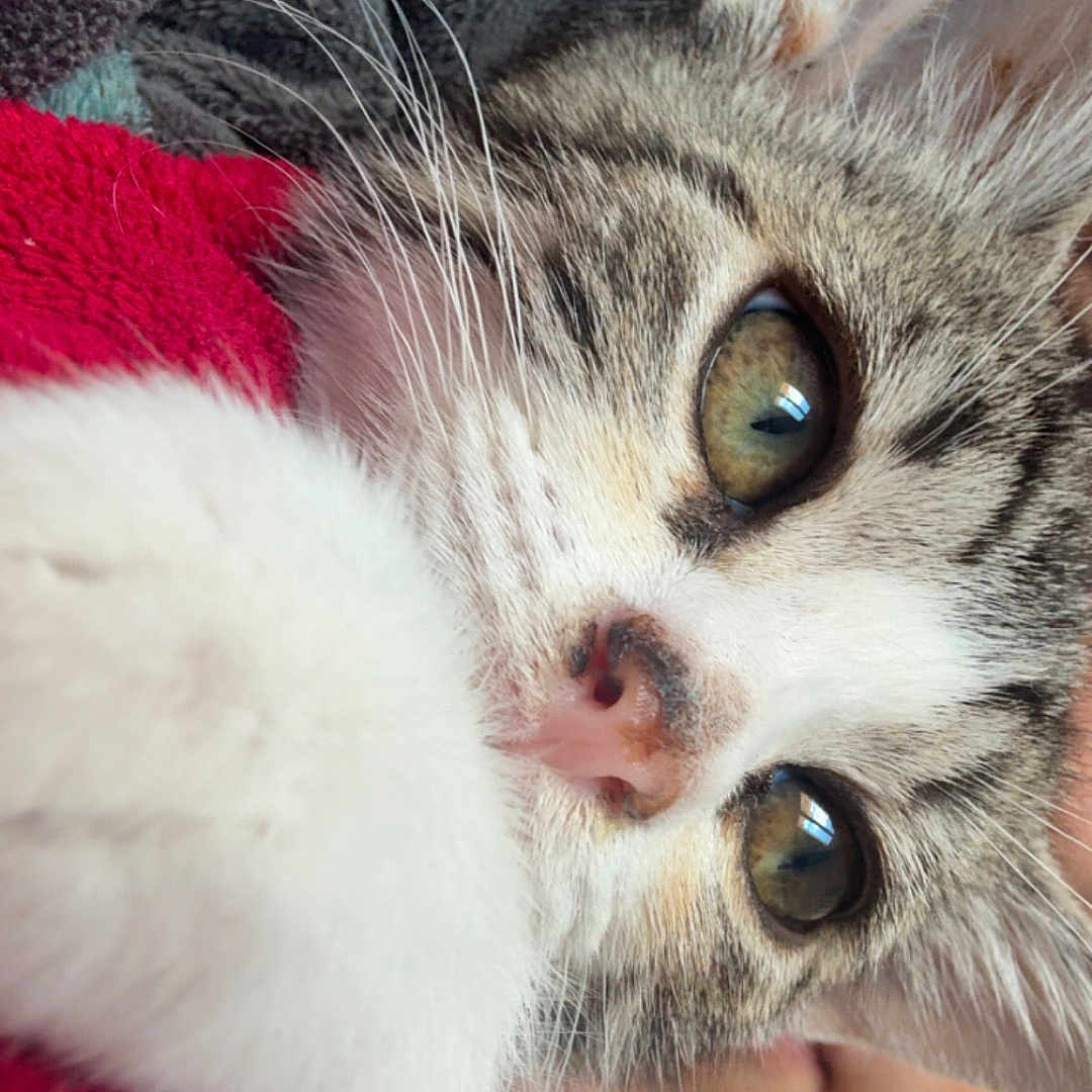 Leyna participe au concours pour gagner de l'argent avec cette photo : animal, blanket, cat, close_up, cozy, cute, domestic, feline, fur, green_eyes, indoor, nose, paw, pet, red_blanket, resting, snuggling, soft_texture, tabby, whiskers