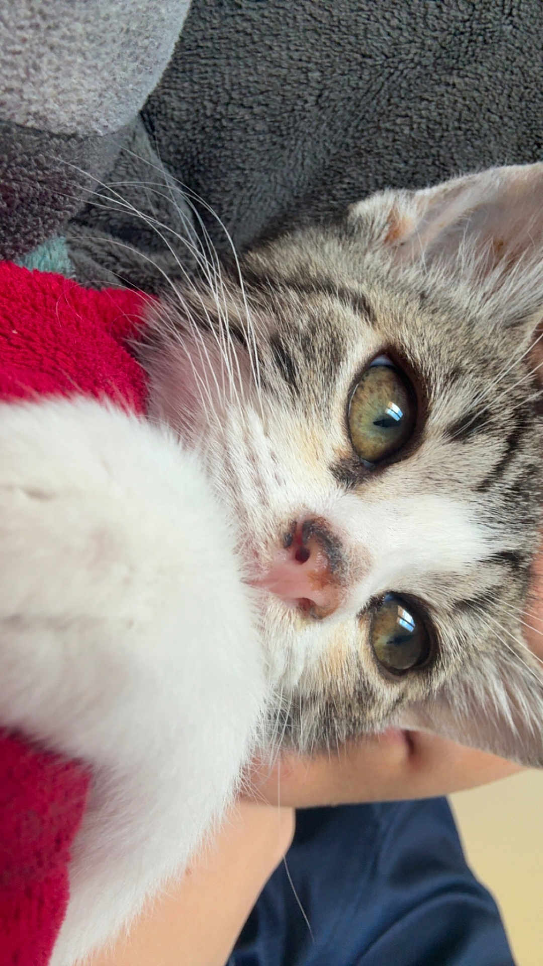 Leyna participe au concours pour gagner de l'argent avec cette photo : cat, tabby, close_up, pet, feline, whiskers, green_eyes, nose, paw, fur, blanket, red_blanket, cozy, indoor, soft_texture, cute, animal, snuggling, resting, domestic
