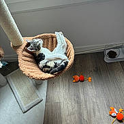 Leyna a rejoint le concours — aidez-le/la à gagner de superbes lots ! cat, tabby, cat_bed, scratching_post, window, natural_light, wooden_floor, cat_toys, food_bowls, indoor, pet, feline, relaxed, curious, cozy, playful, home, animal, mammal, resting