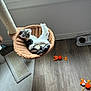 cat, tabby, cat_bed, scratching_post, window, natural_light, wooden_floor, cat_toys, food_bowls, indoor, pet, feline, relaxed, curious, cozy, playful, home, animal, mammal, resting