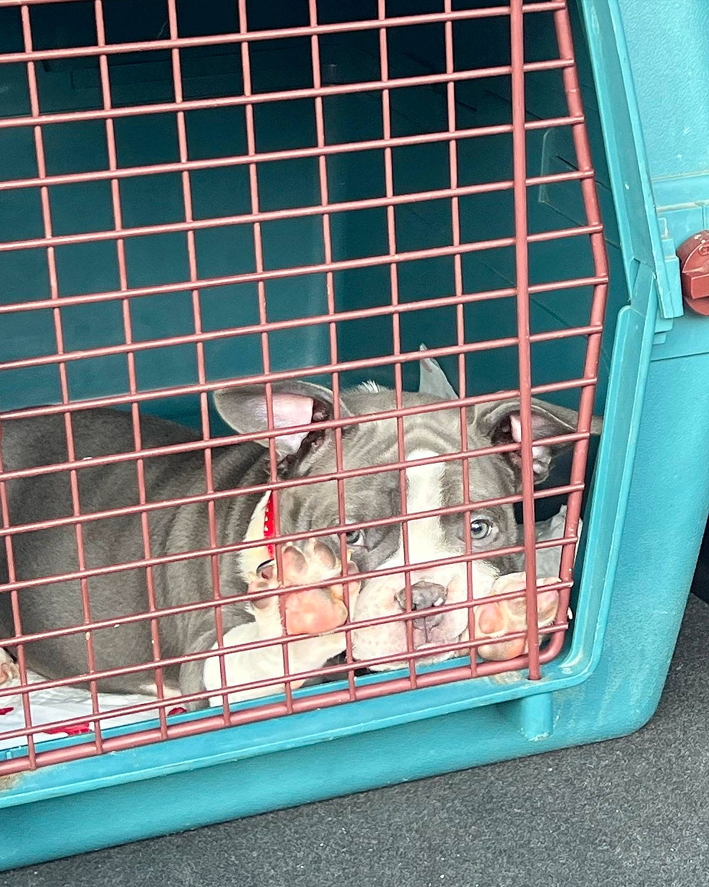 Capone is registered to the contest to win money with this photo: animal_shelter, automotive_exterior, automotive_tail_brake_light, blue, carnivore, dog, dog_breed, dog_crate, dog_supply, gas, grille, hood, kennel, mesh, metal, motor_vehicle, pet_supply, service, snout, vehicle