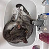 cat, feline, gray_cat, white_paws, sleeping, relaxed, curled_up, sink, bathroom, faucet, washbasin, toiletries, shampoo, soap, countertop, indoor, pet, fur, top_view, resting