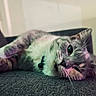 cat, gray_cat, pet, animal, feline, sleepy, lying_down, couch, indoor, close_up, whiskers, paws, fur, bell_collar, relaxed, portrait, soft_lighting, colorful_lighting, home, cute