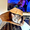 cat, feline, pet, paper_bag, hiding, green_eyes, gray_fur, calico_markings, whiskers, ears, animal_portrait, indoor, living_room, television, table, patterned_surface, cozy, funny, curious, domestic_animal