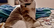 Athena joined the competition — help win amazing prizes! cat, feline, pet, sitting, bed, bedroom, blanket, floral_bedding, gray_fur, white_fur, striped_fur, collar, bell, green_eyes, whiskers, ears, paws, relaxed, indoor, portrait