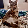 cat, feline, pet, sitting, bed, bedroom, blanket, floral_bedding, gray_fur, white_fur, striped_fur, collar, bell, green_eyes, whiskers, ears, paws, relaxed, indoor, portrait