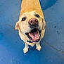 dog, golden, happy, smiling, pet, canine, mouth_open, floor, blue_floor, indoor, looking_up, paw, collar, fur, animal, friendly, cute, playful, tongue, teeth