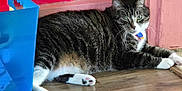 Sylvester is registered to the contest to win money with this photo: cat, tabby_cat, indoor, wooden_floor, blue_basket, pink_wall, red_wall, pet, feline, relaxed, paws, green_eyes, domestic_cat, flooring, household, animal, resting, collar, whiskers, cozy