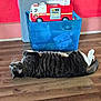 cat, tabby_cat, toy_fire_truck, blue_box, wooden_floor, indoor, pet, striped_fur, relaxed, lying_down, red_wall, playful, household_item, flooring, domestic_animal, side_view, green_eyes, whiskers, curious, furniture