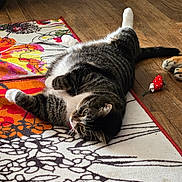 Sylvester joined the competition — help win amazing prizes! cat, tabby_cat, lying_down, belly_up, rug, floral_pattern, wooden_floor, toy_mouse, toy_strawberry, relaxed, indoor, pet, whiskers, fur, paws, tail, home, comfort, playful, domestic_animal