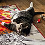 cat, tabby_cat, lying_down, belly_up, rug, floral_pattern, wooden_floor, toy_mouse, toy_strawberry, relaxed, indoor, pet, whiskers, fur, paws, tail, home, comfort, playful, domestic_animal