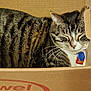 cat, tabby, sleeping, cardboard_box, whiskers, feline, pet, indoor, relaxed, cute, domestic_cat, fur, animal, resting, closeup, face, ears, collar, tag, cozy