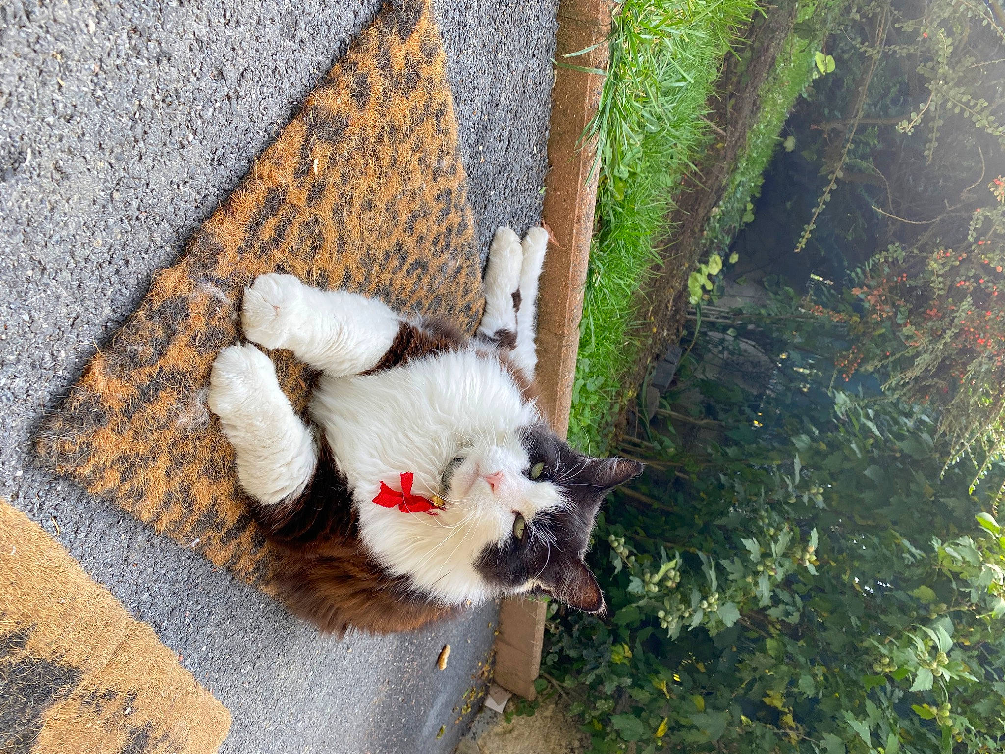 Fripon participe au concours pour gagner de l'argent avec cette photo : asphalt, beak, carnivore, companion_dog, dog, dog_breed, fawn, felidae, grass, plant, road_surface, sidewalk, small_to_medium_sized_cats, snout, sporting_group, tail, tree, trunk, whiskers, wood