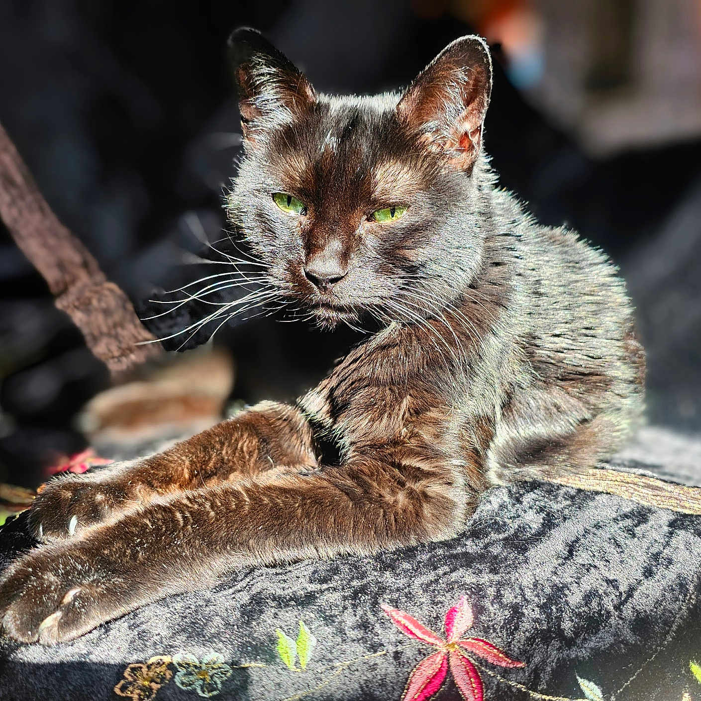 Sammy Dale joined the competition — help win amazing prizes! abyssinian, angora, animal, applique, blackcat, blanket, brasssection, cat, egyptiancat, kitten, manx, musicalinstrument, pattern, person, pet, quilt, siamese, slate, sleeping, wood
