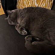 Pearl joined the competition — help win amazing prizes! cat, closeup, comfortable, cozy, curled_up, cushion, fur, grey_cat, home_interior, indoor, leather_sofa, nap, patterned_pillow, paw, pet, pillow, relaxed, sleeping, sofa, whiskers