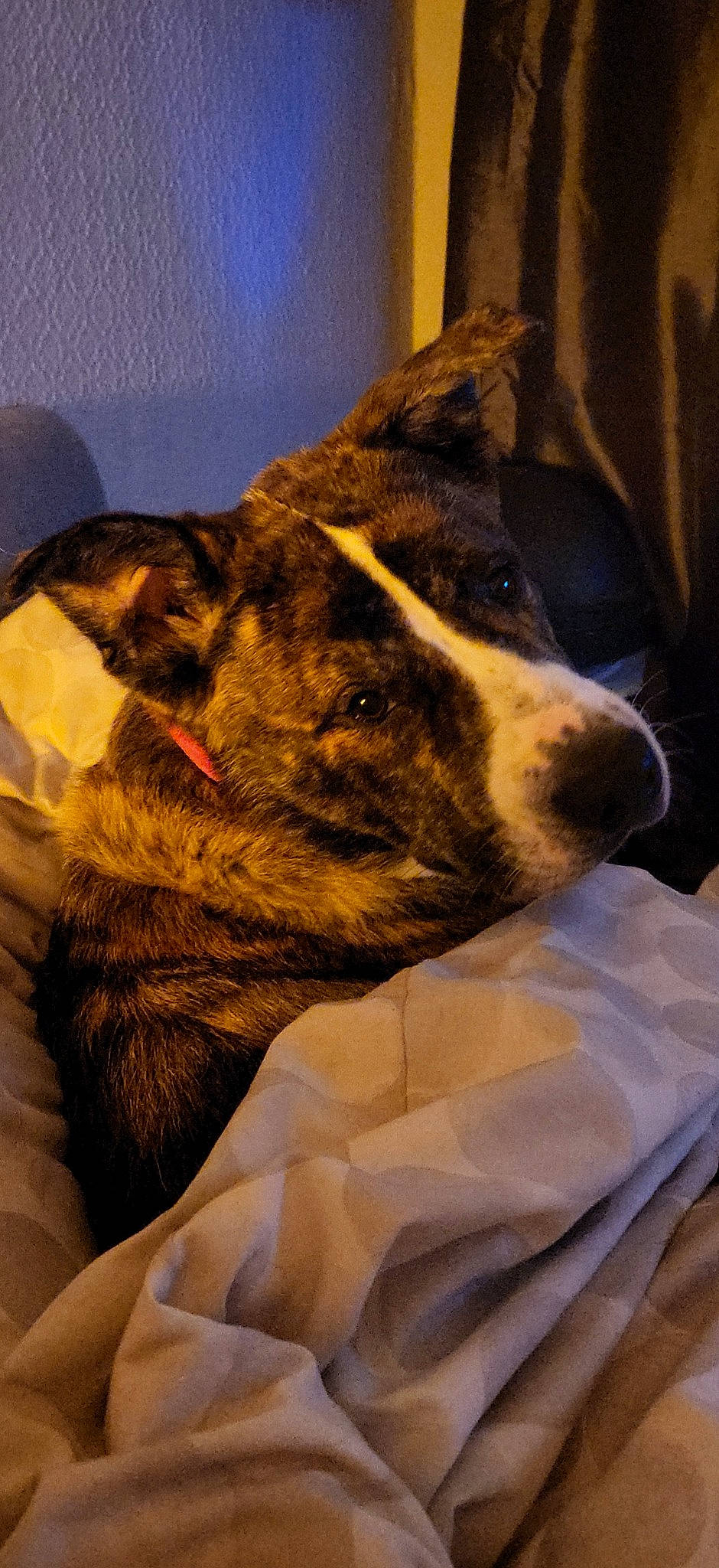 Marley is registered to the contest to win money with this photo: canidae, carnivore, claw, comfort, companion_dog, dog, dog_breed, ear, fawn, felidae, fur, guard_dog, herding_dog, jaw, small_to_medium_sized_cats, snout, sporting_group, terrestrial_animal, whiskers, working_animal