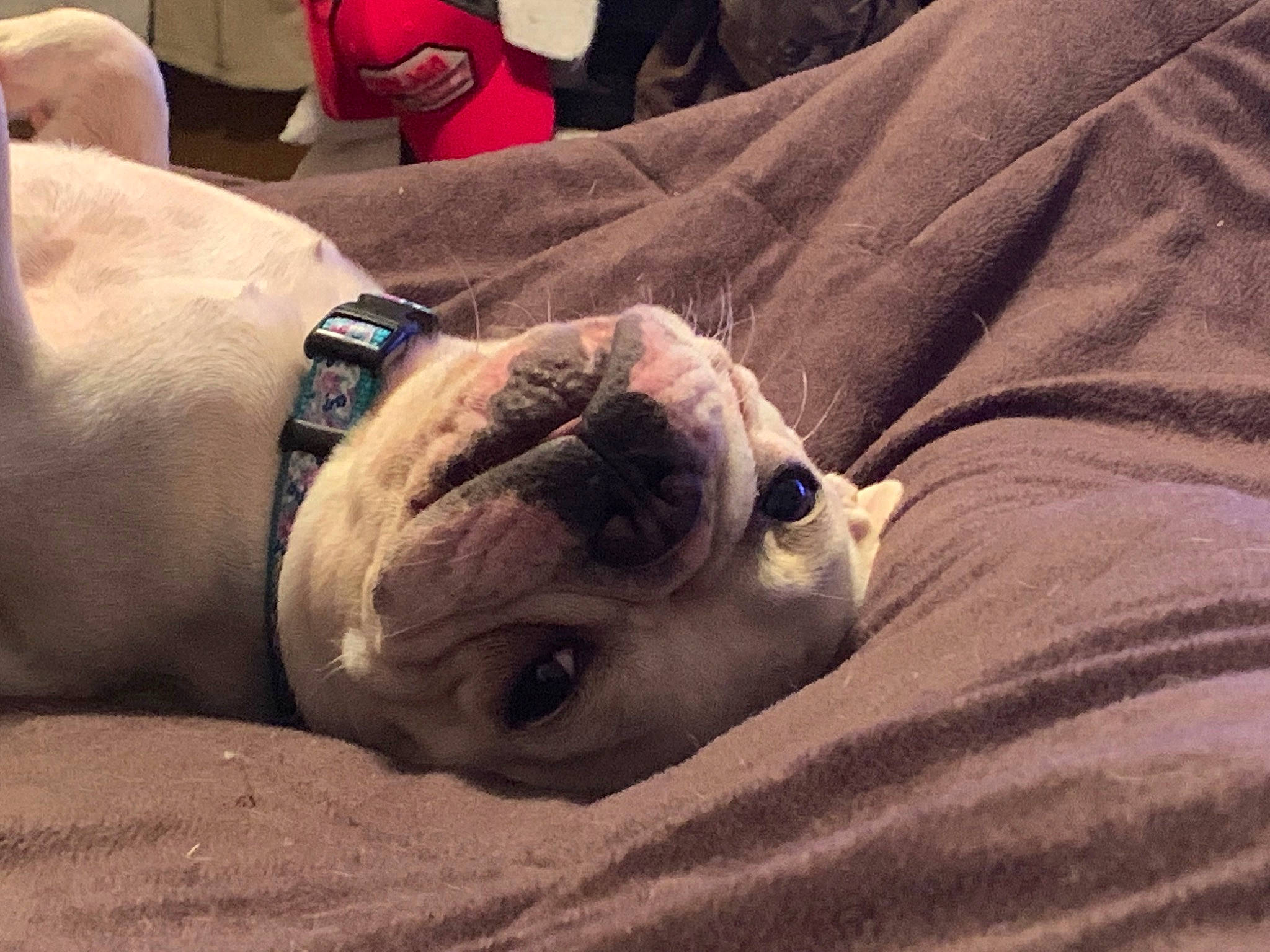Mazey joined the competition — help win amazing prizes! bulldog, canidae, carnivore, comfort, companion_dog, dog, dog_breed, fawn, flesh, foot, human_leg, linens, nap, snout, sporting_group, terrestrial_animal, watch, working_animal, wrinkle, wrist