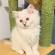 Yuki a rejoint le concours — aidez-le/la à gagner de superbes lots ! kitten, cat, fluffy, white, blue_eyes, pet, cute, feline, indoor, cat_tree, animal, small, young, fur, whiskers, paws, playful, domestic, curious, soft