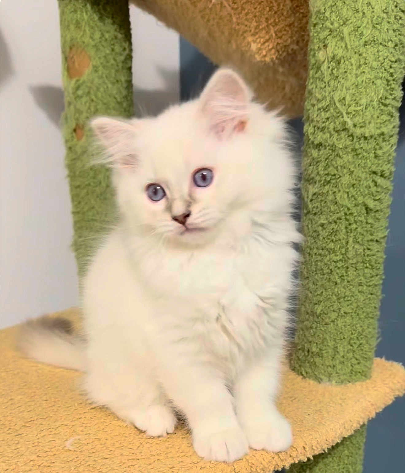 Yuki a rejoint le concours — aidez-le/la à gagner de superbes lots ! kitten, cat, fluffy, white, blue_eyes, pet, cute, feline, indoor, cat_tree, animal, small, young, fur, whiskers, paws, playful, domestic, curious, soft