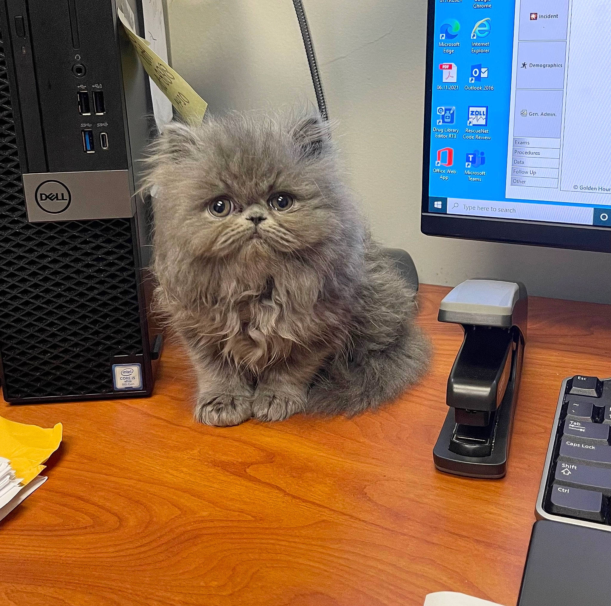 Stormi is registered to the contest to win money with this photo: carnivore, cat, communication_device, computer, computer_desk, computer_keyboard, computer_monitor, desk, electronic_device, felidae, gadget, input_device, output_device, peripheral, personal_computer, small_to_medium_sized_cats, snout, table, whiskers, wood