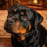 rottweiler, dog, pet, indoor, wooden_floor, brown_black_coat, looking_up, portrait, animal, canine, ears, eyes, snout, fur, companion, domestic_animal, house, furniture, lamp, warm_lighting