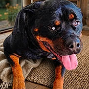 Shenzy a rejoint le concours — aidez-le/la à gagner de superbes lots ! rottweiler, dog, tongue_out, indoor, wooden_floor, rug, cozy, lamp, bookshelf, vase, dried_plants, pet, canine, happy, smiling, closeup, animal, home, flooring, portrait