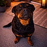 rottweiler, dog, pet, animal, portrait, sitting, indoors, lantern, carpet, warm_light, evening, cozy, cute, fur, black_and_tan, looking_up, canine, domestic_animal, friendly, companion