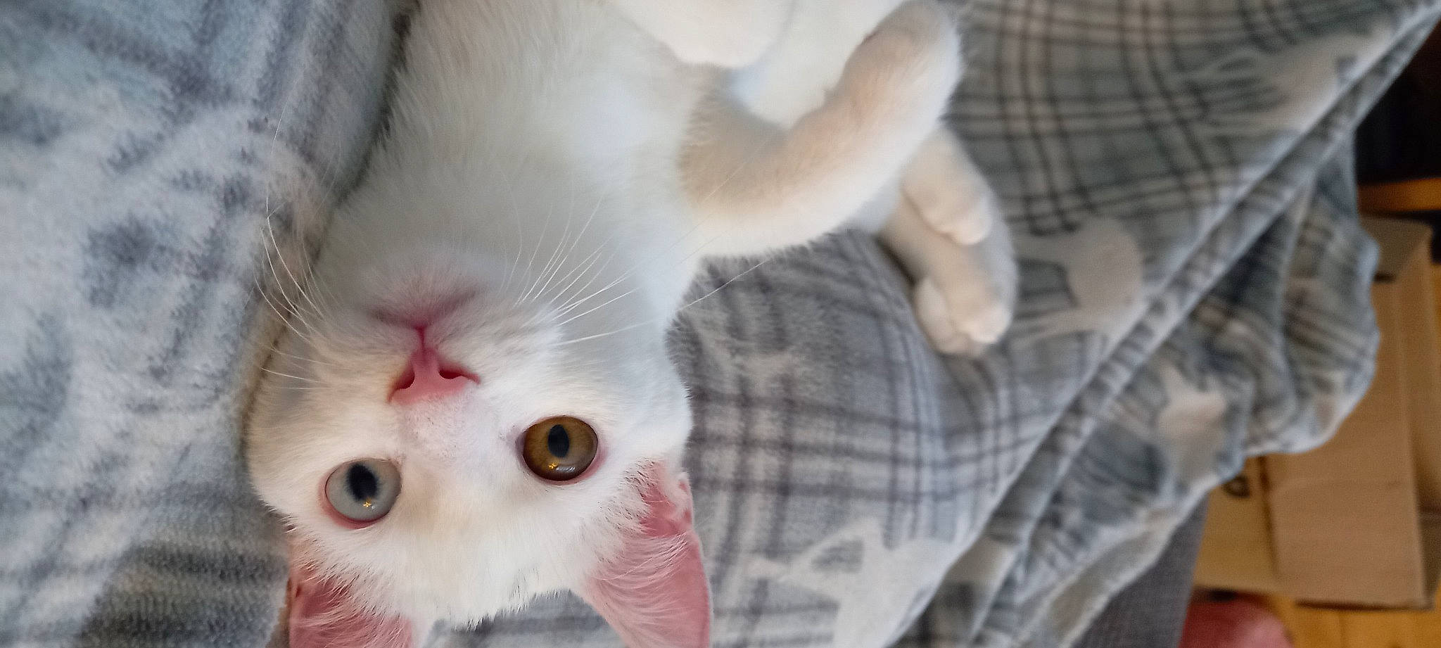 Bink joined the competition — help win amazing prizes! carnivore, cat, claw, domestic_short_haired_cat, ear, eye, eyelash, fawn, felidae, fur, nose, pattern, paw, plaid, plant, small_to_medium_sized_cats, snout, tail, tartan, whiskers