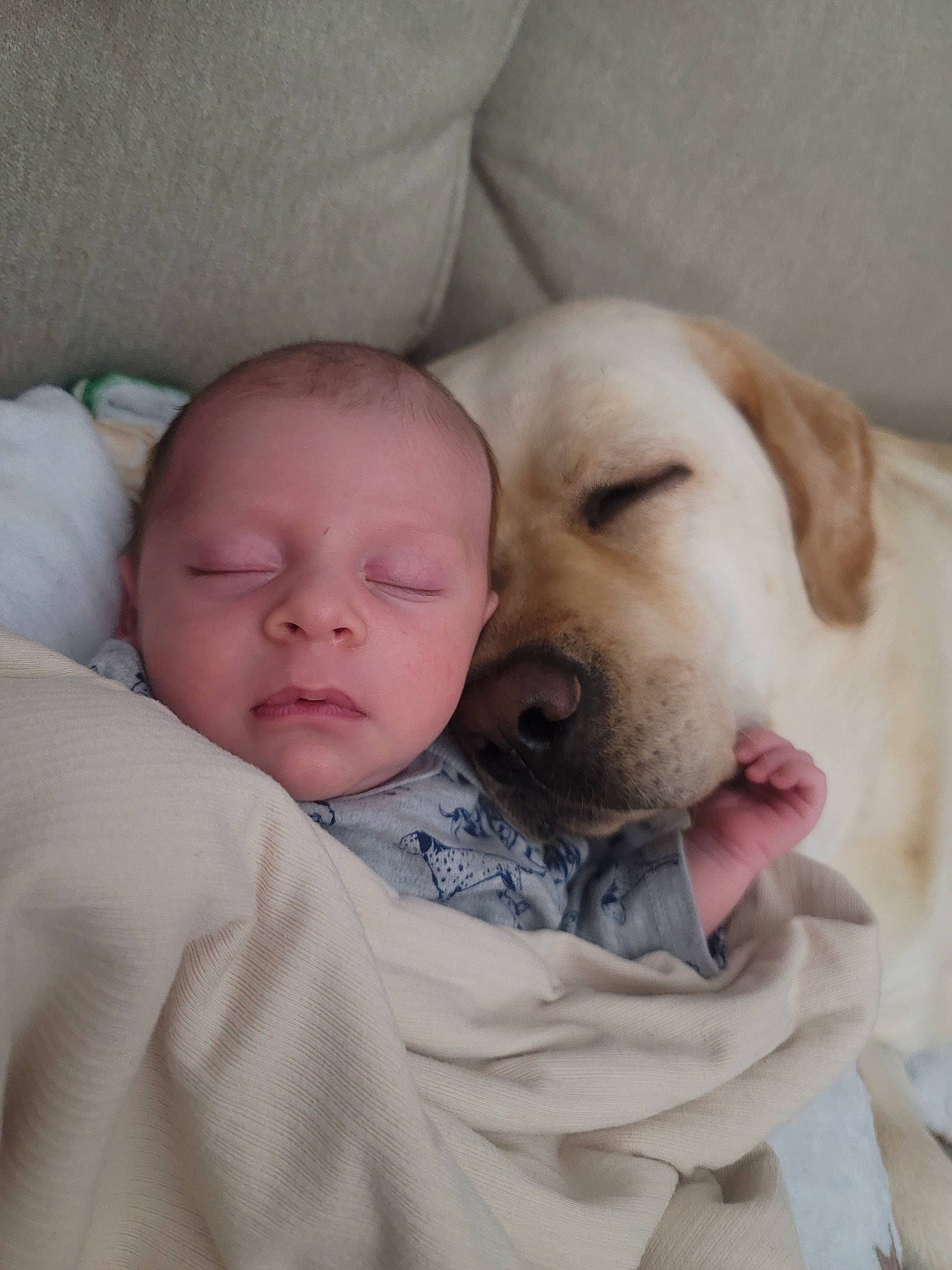 Cole is registered to the contest to win money with this photo: baby, bedtime, carnivore, child, comfort, companion_dog, dog, dog_breed, fawn, fur, gesture, mammal, nap, nose, person, puppy_love, selfie, skin, snout, toddler
