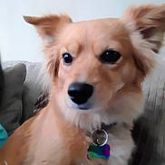 Sophia joined the competition — help win amazing prizes! dog, pet, collar, tag, golden_fur, close_up, indoor, couch, furniture, animal, ears, face, nose, fur, domestic_animal, companion, cute, sitting, blurred, background