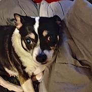 Chubbette joined the competition — help win amazing prizes! animal, black, blanket, brown, canine, closeup, comfort, companion, cozy, curious, dog, domestic, fur, headboard, indoor, laying, pet, resting, soft, white