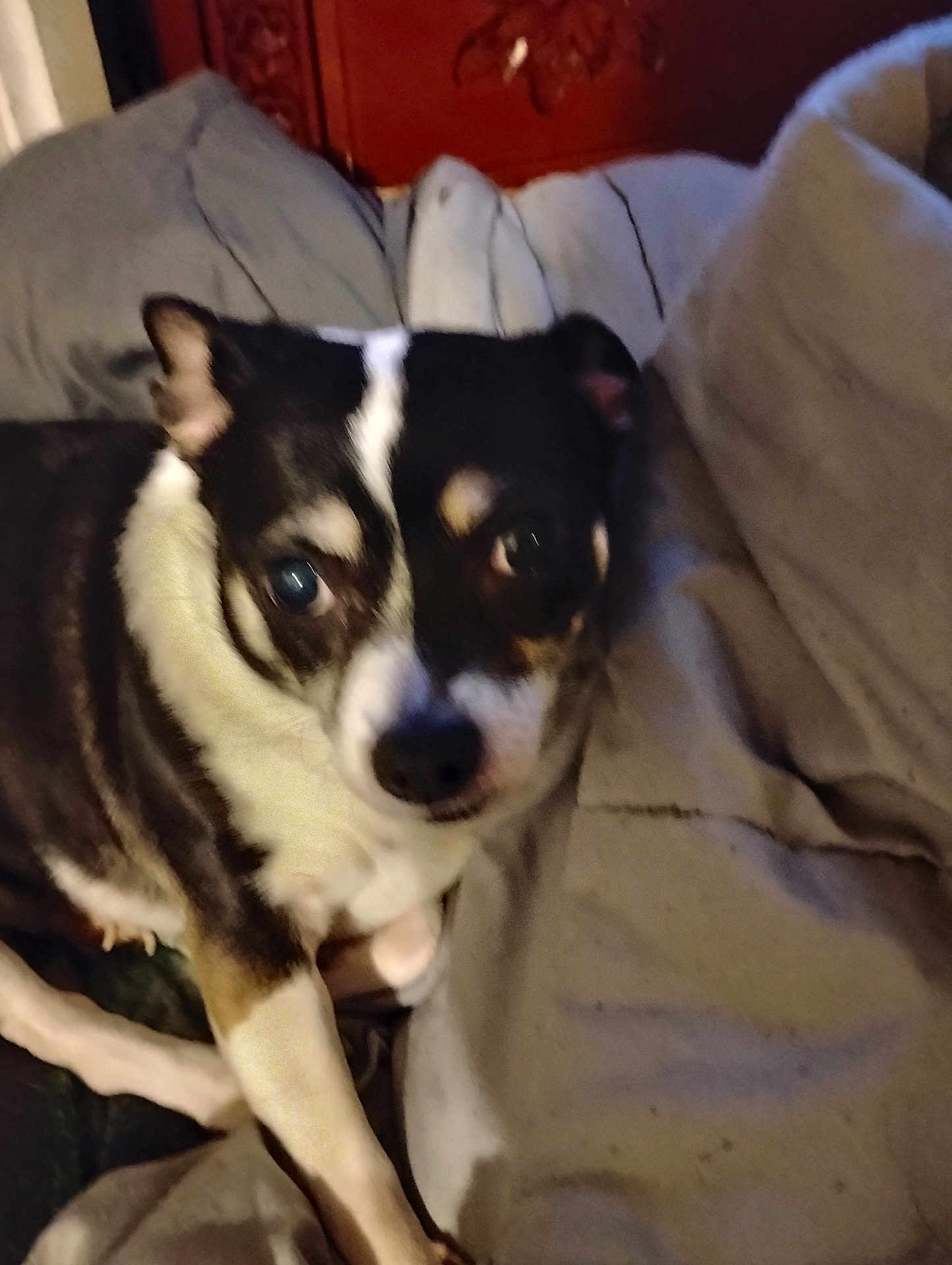 Chubbette joined the competition — help win amazing prizes! animal, black, blanket, brown, canine, closeup, comfort, companion, cozy, curious, dog, domestic, fur, headboard, indoor, laying, pet, resting, soft, white