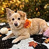 acorn, animal_photography, autumn, bokeh, cowhide_rug, decorative_setup, dog, fall_leaves, fluffy, golden_hour, lying_down, nature, orange_flower, outdoor, pet, pink_fabric, portrait, pumpkin, rose, tan_fur