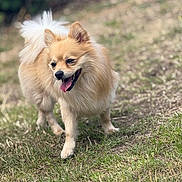 Ash joined the competition — help win amazing prizes! animal, canine, daylight, dog, ears, fluffy, friendly, fur, grass, happy, mammal, nature, outdoor, pet, playful, small_dog, smiling, tail, tongue_out, walking