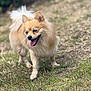 animal, canine, daylight, dog, ears, fluffy, friendly, fur, grass, happy, mammal, nature, outdoor, pet, playful, small_dog, smiling, tail, tongue_out, walking