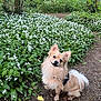 Ash is registered to the contest to win money with this photo: alert, animal, canine, cute, dirt_path, dog, flower_bed, fluffy, forest, fur, greenery, leafy, nature, outdoor, pet, security_vest, sitting, small_dog, white_flowers, woodland