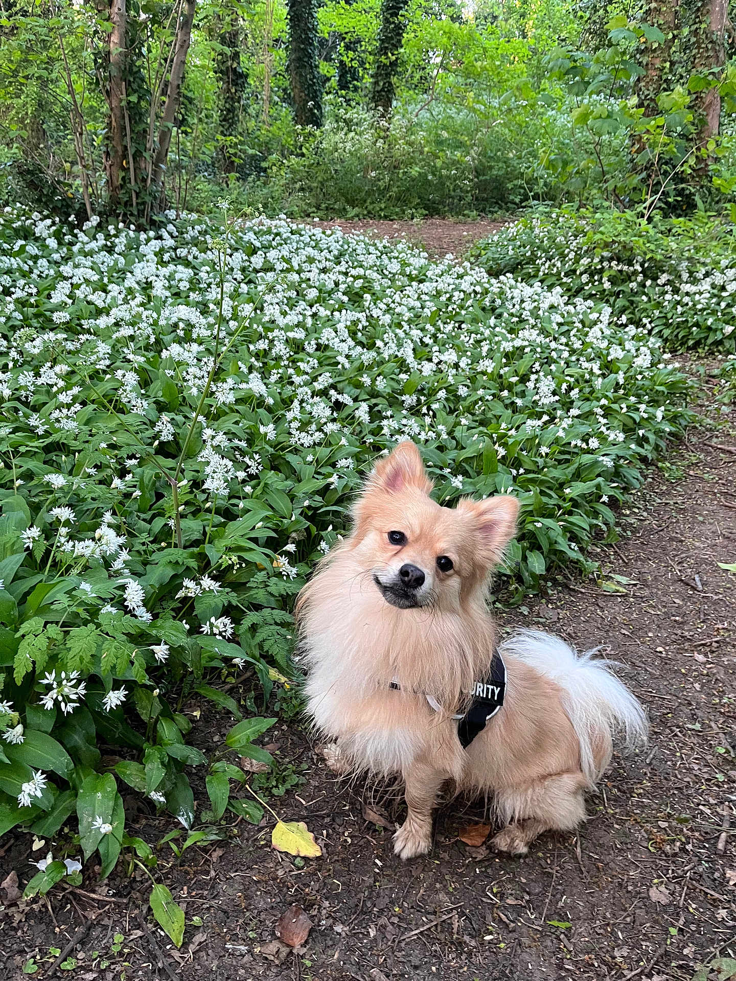 Ash is registered to the contest to win money with this photo: alert, animal, canine, cute, dirt_path, dog, flower_bed, fluffy, forest, fur, greenery, leafy, nature, outdoor, pet, security_vest, sitting, small_dog, white_flowers, woodland