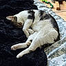 Monique participe au concours pour gagner de l'argent avec cette photo : bed, blanket, cat, cozy, curled_up, domestic, feline, floor, fur_pattern, household, indoor, pet, quiet, relaxation, resting, sleeping, soft_texture, tabby, toy, white_fur