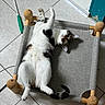 Monique a rejoint le concours — aidez-le/la à gagner de superbes lots ! cat, curious, domestic_cat, door, ears, fabric_bed, flooring, four_legs, indoor, lying_down, pet_bed, relaxed, tabby_cat, tail, tile_floor, wall, whiskers, white_cat, wide_eyes, wooden_frame