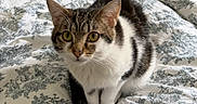 Monique a rejoint le concours — aidez-le/la à gagner de superbes lots ! animal, bed, bedding, cat, closeup, comfort, curious, cute, domestic, feline, fur, indoor, looking, pattern, pet, sitting, soft, tabby, whiskers, yellow_eyes