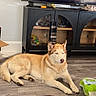 Megan joined the competition — help win amazing prizes! dog, husky, pet, living_room, floor, couch, cabinet, television, wood_floor, bag, indoor, furniture, animal, canine, fur, resting, brown, black, glass, household