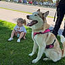 Megan joined the competition — help win amazing prizes! dog, husky, toddler, child, grass, harness, leash, person, outdoor, trees, parked_cars, sunny_day, sidewalk, sitting, casual_clothing, playful, pet, companion, nature, happy