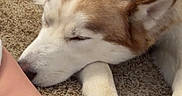 Megan is registered to the contest to win money with this photo: dog, husky, sleeping, carpet, paw, baby_leg, blanket, resting, closeup, indoor, fur, pet, cute, relaxing, calm, cozy, animal, soft, comfort, peaceful