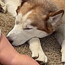dog, husky, sleeping, carpet, paw, baby_leg, blanket, resting, closeup, indoor, fur, pet, cute, relaxing, calm, cozy, animal, soft, comfort, peaceful