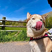 Megan is registered to the contest to win money with this photo: dog, husky, tongue, pink_harness, outdoor, grass, fence, blue_sky, person, casual, sunny, nature, happy, pet, animal, leisure, daytime, hill, greenery, playful